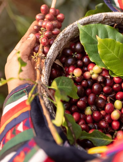 LORSUST23 Coffee Harvest 913x1200