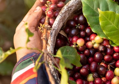 manufacturing LORSUST23 Coffee Harvest 960x675