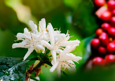 Preservingcoffeediversity LORSUST23 Coffee Blossom Berries 960x675