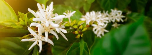 LORSUST23 Coffee Blossom 1803x652