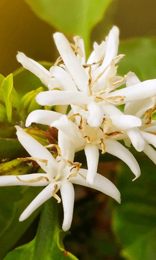 LORSUST23 Coffee Blossom 391x652