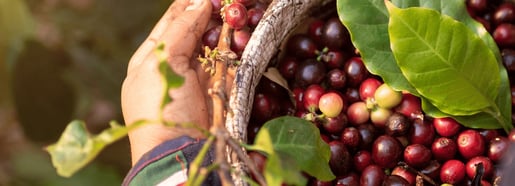 LORSUST23 Coffee Harvest