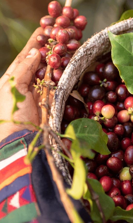 LORSUST23 Coffee Harvest 391x652